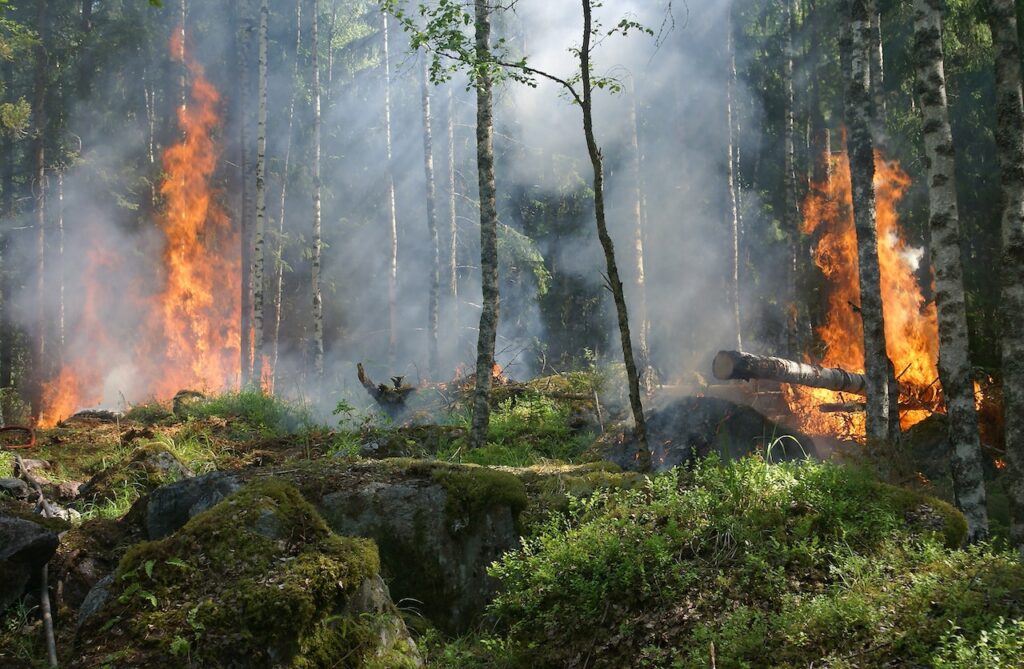 fire mitigation near me