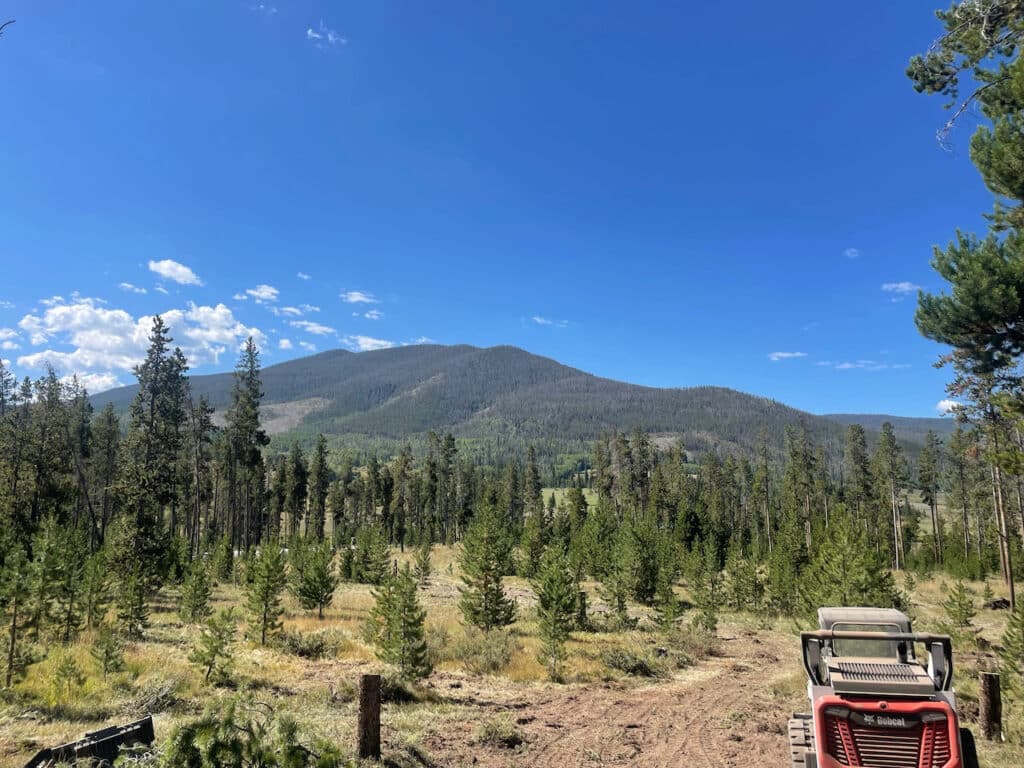 Experienced arborist assessing tree canopy density and hazard limbs with precision equipment