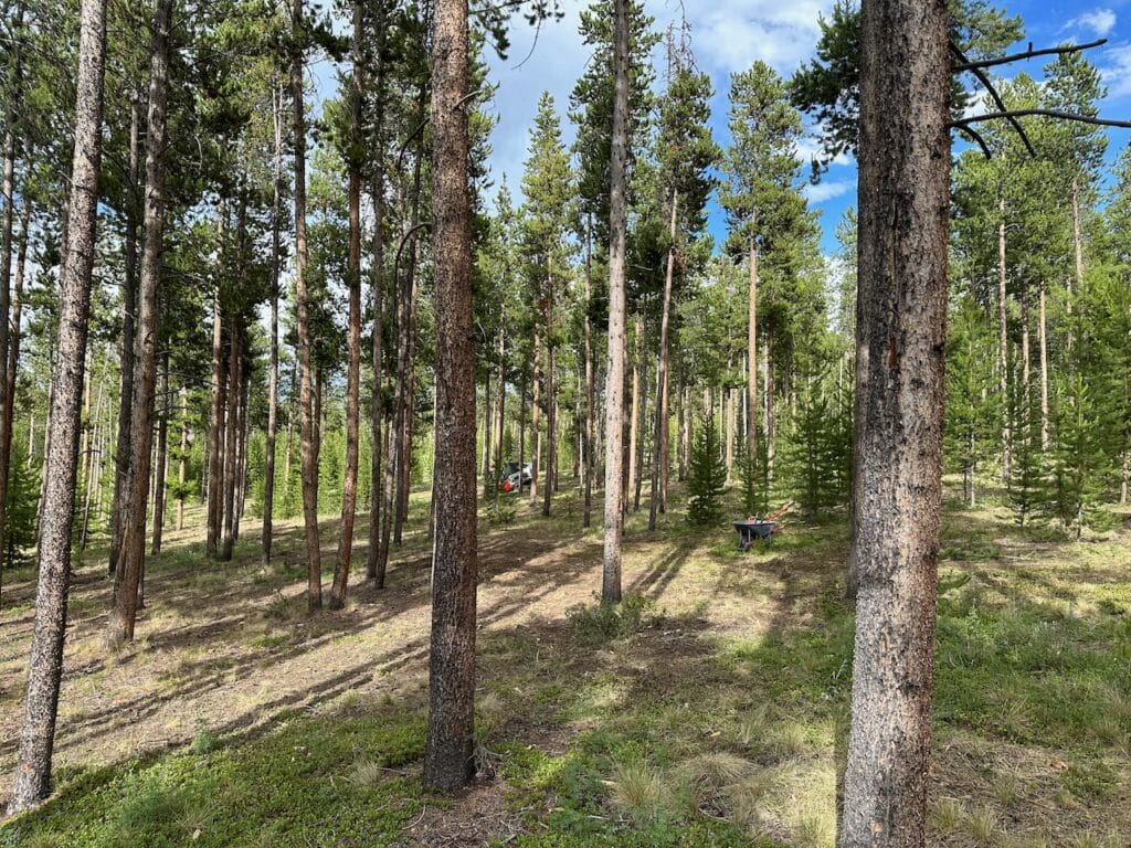 Expert Forest Thinning Services near me,Experienced arbor care crew assessing hazardous limbs and tree spacing near hillside home, Tree crew clearing overgrown branches near Central City mountain home and driveway