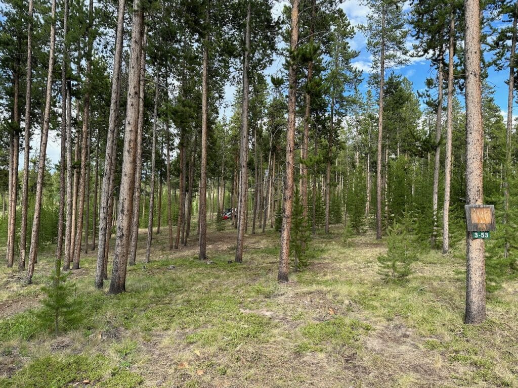 Crew trimming overgrown trees around Conifer mountain home to improve defensible space