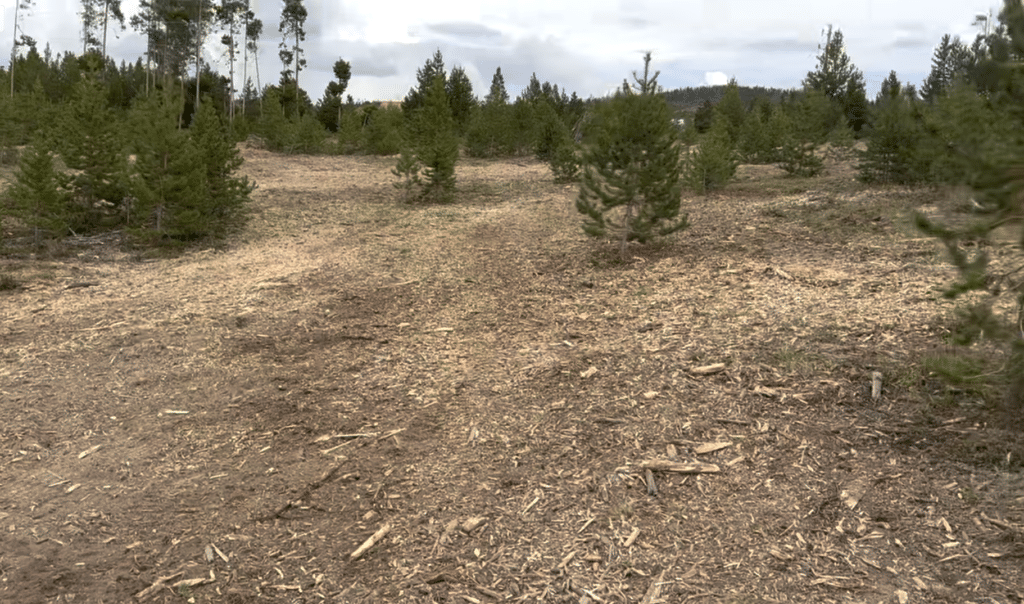 Defensible Space in Black Hawk - CO underway as a crew clears brush around a mountain home