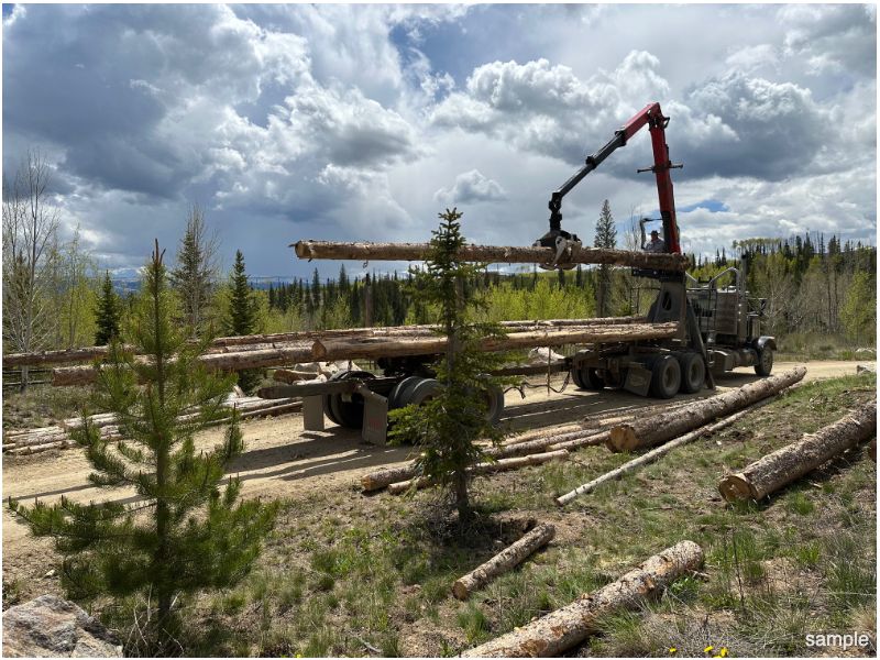 Tree service near me