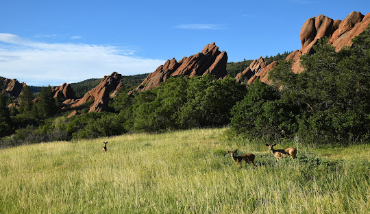 Douglas County, CO Fire Mitigation Services