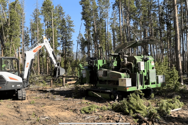 Tree service near me