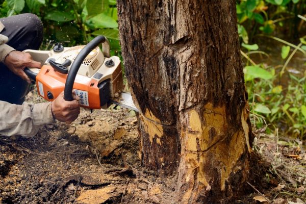 bear-claw-tree-removal_6