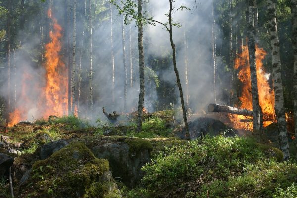wildfire-mitigation